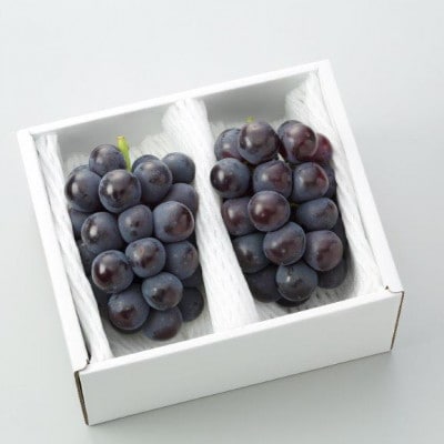 秋のニューピオーネ2房【冷蔵】2026年発送