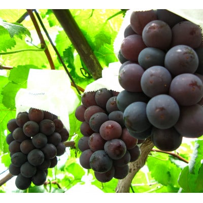 秋のニューピオーネ2房【冷蔵】2026年発送