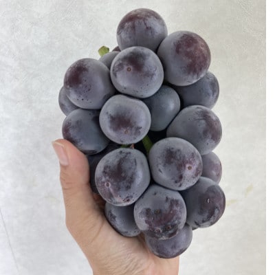 岡山県産　オーロラブラック2房【冷蔵】2026年発送