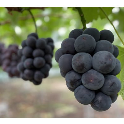 岡山県産　オーロラブラック2房【冷蔵】2026年発送