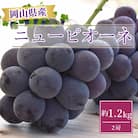 【2026年発送】岡山県産ニューピオーネ約1.2kg(2房)