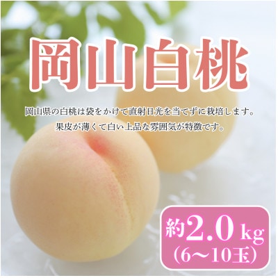 【2026年8月発送予定】岡山白桃　約2kg(6～10玉)