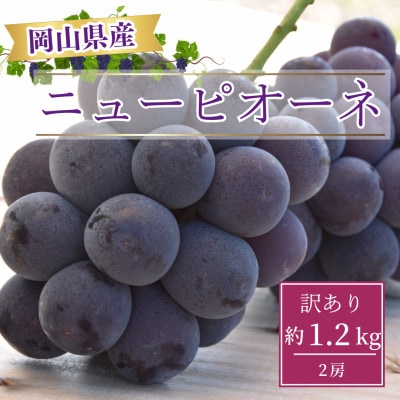 【2026年8月より発送】訳あり家庭用　岡山県産ニューピオーネ約1.2kg(2房)