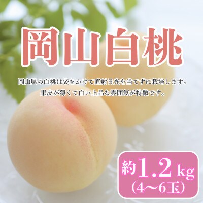 【2026年発送】【7月発送】岡山白桃　約1.2kg(4～6玉)