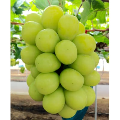 �V�N�E���̂�㑦�o��!���R���@�g�������Y�V���C���}�X�J�b�g�@2kg (3�`4�[����)�����i