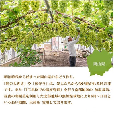 【2024年発送】岡山県産　シャインマスカット　晴王　2kg(3房～6房)