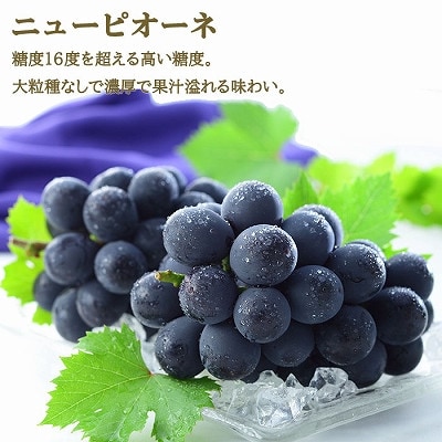 【先行受付】岡山県産　岡山白桃ロイヤルLサイズ200g×2玉・ニューピオーネ400g×1房　詰合せ