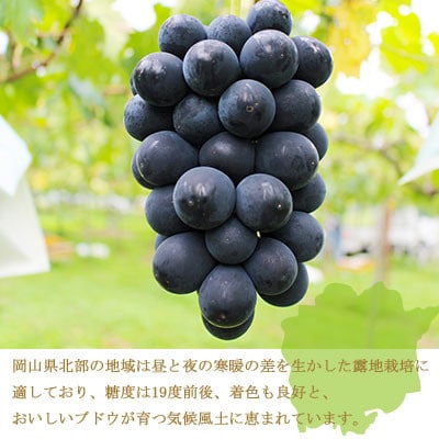 【先行受付】岡山県産　ブラックビート 2kg(3房～6房)