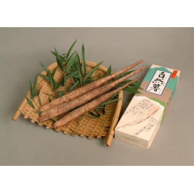津山自然薯　約1.2kg