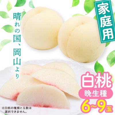 岡山白桃・晩生(ご家庭用)6～9玉入り【2025年8月中旬より発送予定】