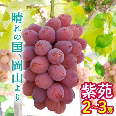 ぶどう 2026年 先行予約 紫苑 2～3房 約1.2kg 岡山県産