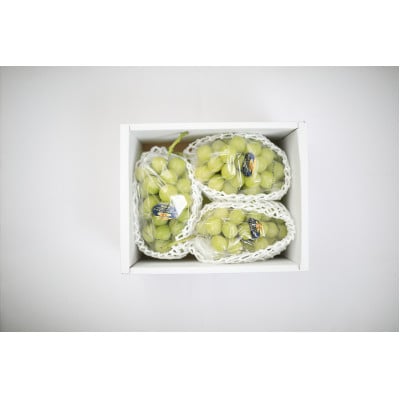 【天満屋選定品】岡山県産 ご自宅用 シャインマスカット 約1.5kg(2026年発送)