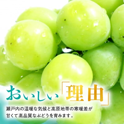 糖度!シャインマスカット!約2kg【2025年9月初旬より順次発送】ギフトにも岡山県産ぶどう!