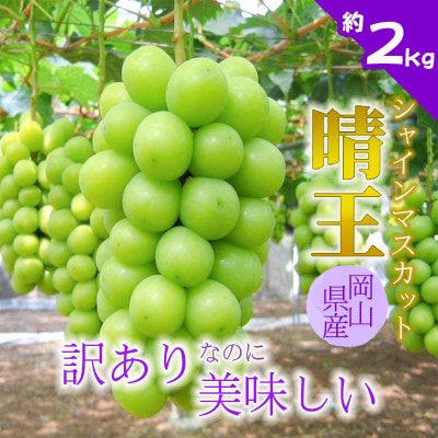 【2026年発送】訳あり!シャインマスカット晴王☆約2kg!8月中旬～順次発送【人気の岡山産ぶどう】