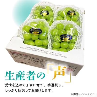 【2025年発送】訳あり!シャインマスカット約2kg!9月上旬～順次発送【人気の岡山産ぶどう】