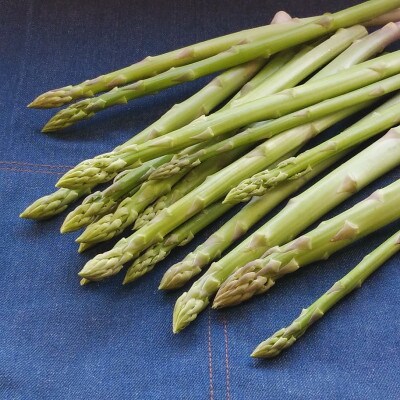 春芽　採れたて新鮮アスパラガス　1kg