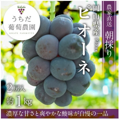 朝採りピオーネ2房入(約1kg)