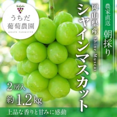 朝採りシャインマスカット2房入(約1.2kg)