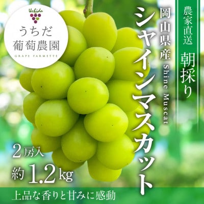 【2026年発送】朝採りシャインマスカット2房入(約1.2kg)