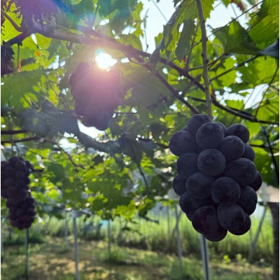 【2026年発送分】岡山県産 大粒 ニューピオーネ 2房セット (1.2～1.5kg)