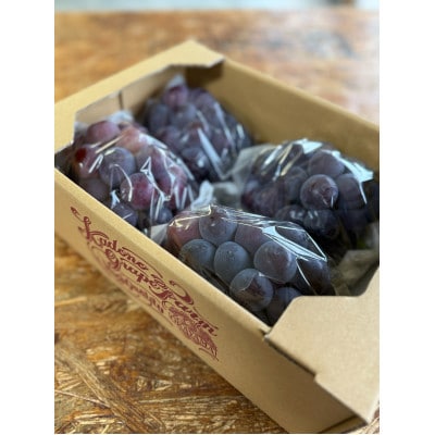 【2026年発送分】岡山県産 訳あり 朝摘みニューピオーネ 2kg(3～5房)