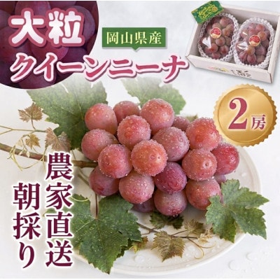 【2026年発送分】岡山県産 大粒 クイーンニーナ 2房セット (1.2～1.5kg)