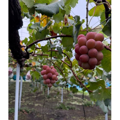 【2026年発送分】岡山県産 大粒 クイーンニーナ 2房セット (1.2～1.5kg)