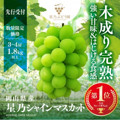 星乃シャインマスカット(岡山県産) 3～4房(1.8kg以上)