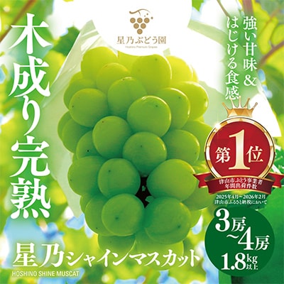 先行受付【三つ星ぶどう】星乃シャインマスカット (3房～4房 1.8kg以上) 岡山県産