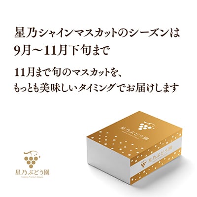 星乃シャインマスカット 数量限定  (岡山県産) 2房(1.3kg以上)