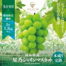 【先行受付】星乃シャインマスカット 数量限定(岡山県産)　2房(1.3kg以上) | ふるさと納税のお礼品