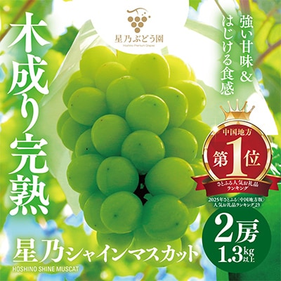 先行受付【三つ星ぶどう】星乃シャインマスカット (2房 1.3kg以上) 数量限定 岡山県産