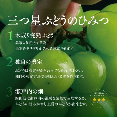 【三つ星ブランド】星乃シャインマスカット 数量限定 (岡山県産) 2房(1.3kg以上)