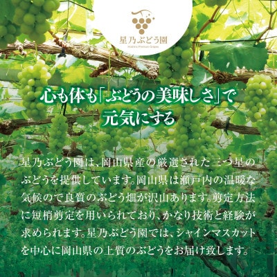 【訳あり】粒の大きさが不揃い 星乃シャインマスカット 820g 1房～2房