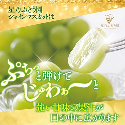 先行受付【訳あり】星乃シャインマスカット 1.3kg 2房～4房