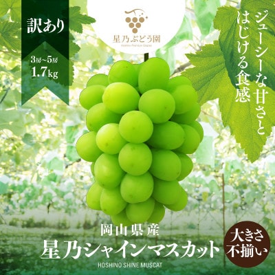【訳あり】粒の大きさが不揃い 星乃シャインマスカット 1.7kg 3房～5房入り