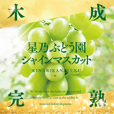 先行受付【訳あり】星乃シャインマスカット 1.7kg 3房～5房