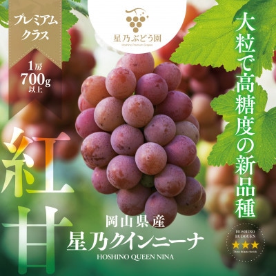 【三つ星】プレミアム星乃クインニーナ 数量限定 1房(700g)