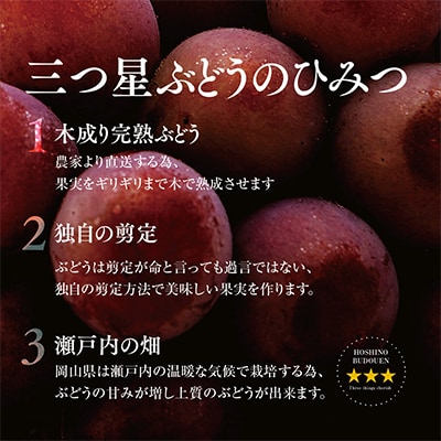 【先行受付】プレミアム星乃クイーンニーナ 数量限定 1房(700g)