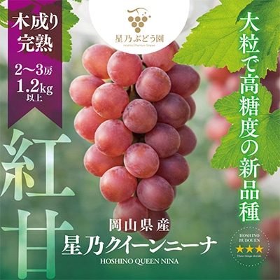 【三つ星ブランド】星乃クイーンニーナ 数量限定 2房～3房(1.2kg以上)