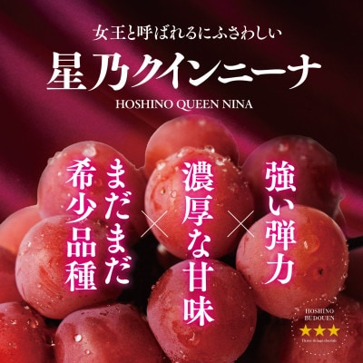 【三つ星ブランド】星乃クインニーナ 数量限定 3房～5房(1.7kg以上)