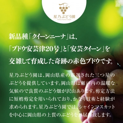 【三つ星ブランド】星乃クインニーナ 数量限定 3房～5房(1.7kg以上)
