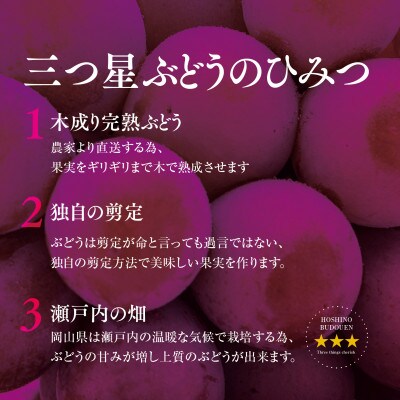 【三つ星ブランド】星乃クインニーナ 数量限定 3房～5房(1.7kg以上)
