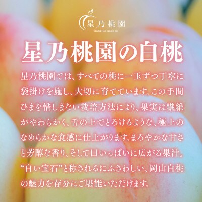 【星乃白桃】岡山県産 三つ星 セレクト白桃 780g (3玉)