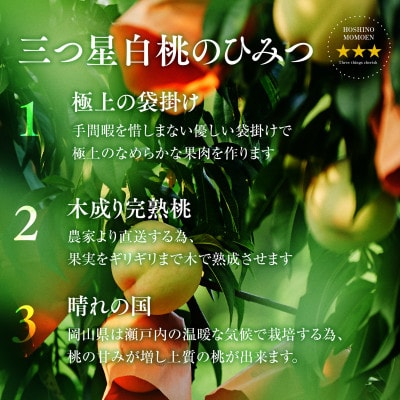 【清水白桃】岡山県産 三つ星 星乃桃園 780g (3玉)