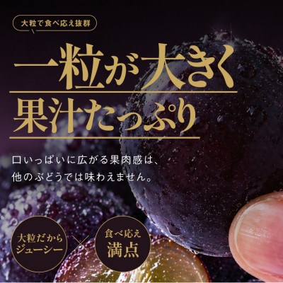 星乃ピオーネ 3房～5房(2kg以上)