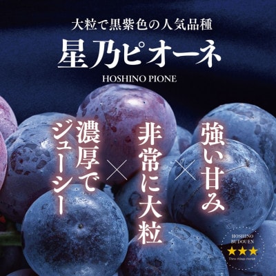 【訳あり】星乃ピオーネ 3房～5房(2kg以上)
