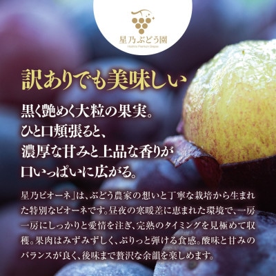 【訳あり】星乃ピオーネ 3房～5房(2kg以上)