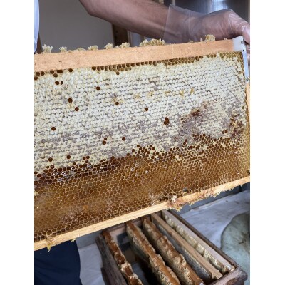 自然が生んだスーパーフード　生はちみつ　200g×3本(津山産)
