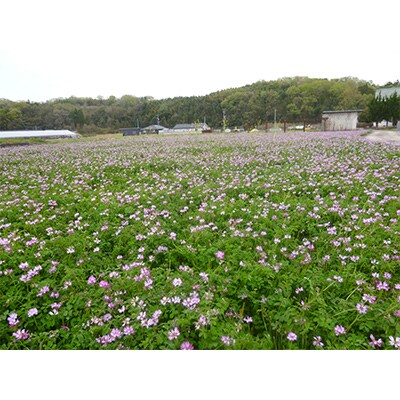 自然が生んだスーパーフード　生はちみつ　200g×3本(津山産)